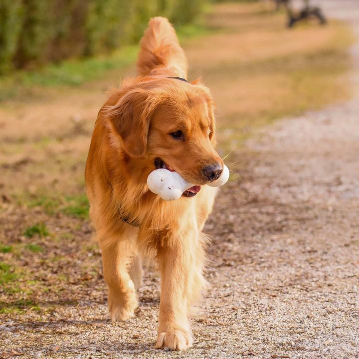 Actual product image Ferplast Chewa boing bone L - Dog toy