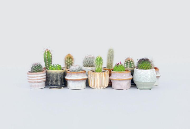 Actual product image Plant in a Box Cactus - Echinocactus - 6er Cactus Mix Echinopsis (7 cm)
