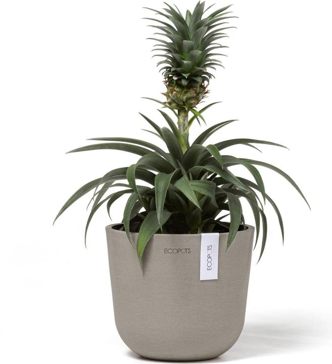 Image du produit Ecopots Oslo Mini (16 cm)