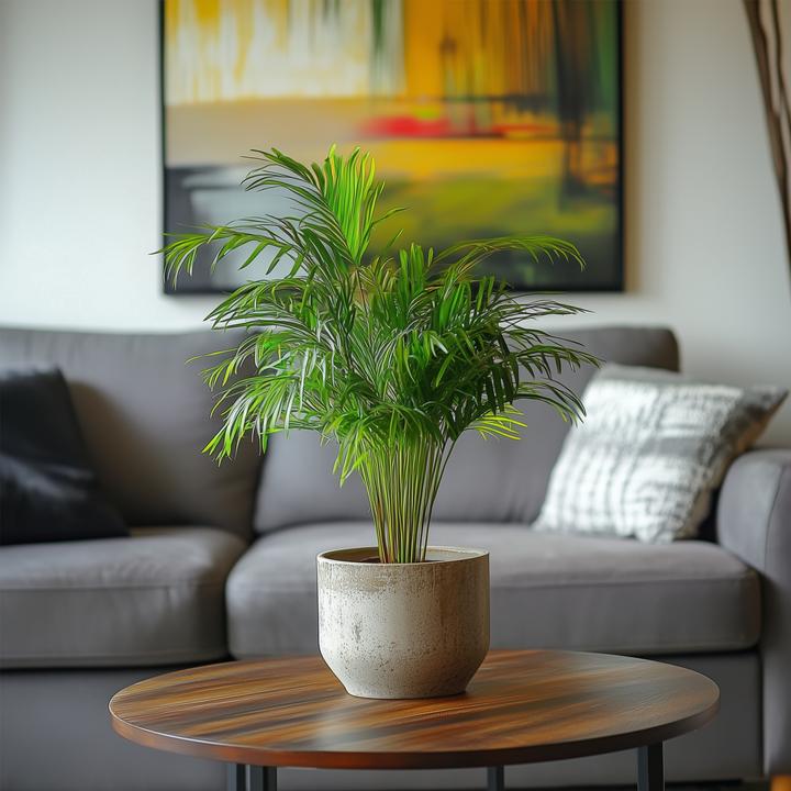Produktbild Plant in a Box Dypsis Lutescens - 3er Set Areca Goldfruchtpalme (30 cm)
