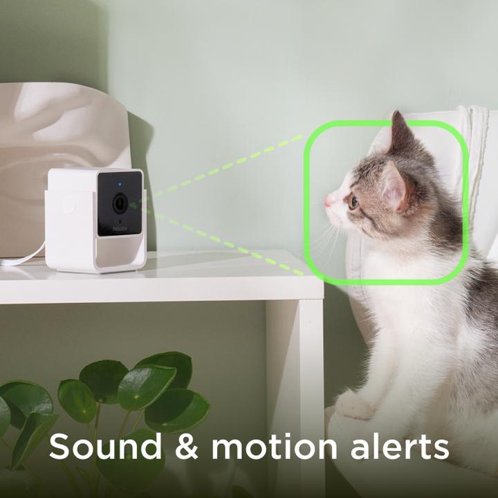 Actual product image Petcube Pet Camera (Catmint toy)