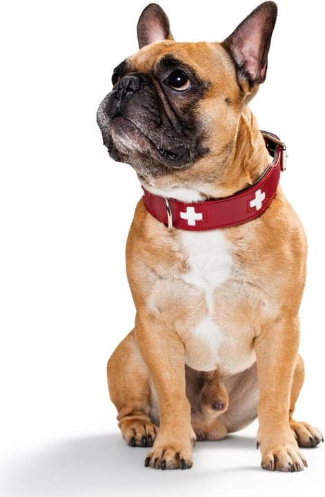 Actual product image Hunter Swiss (Dog, Dog sport)