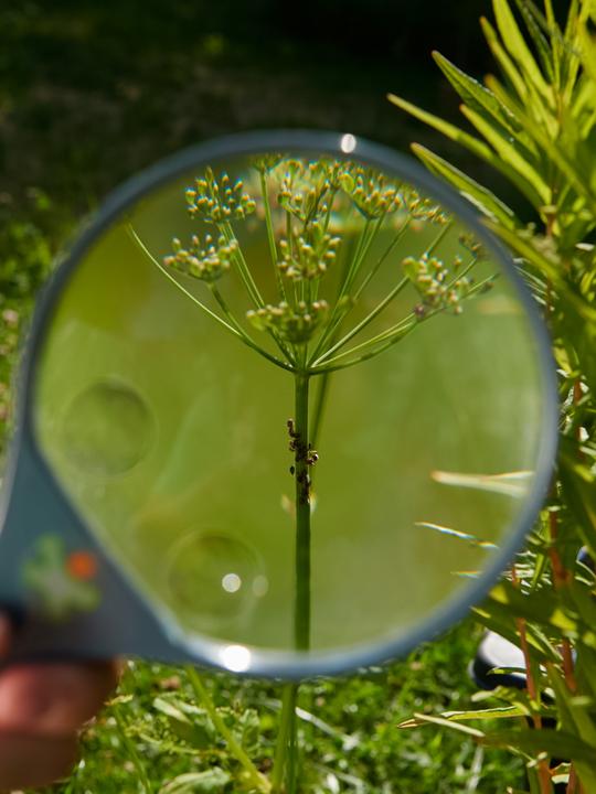 Actual product image Haba Terra Kids magnifying glass