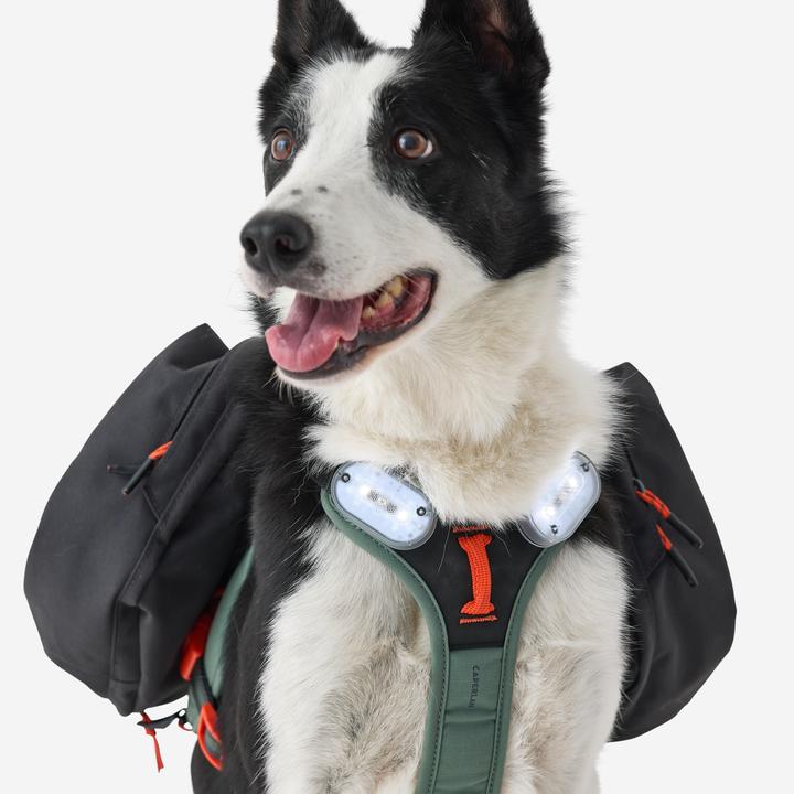 Actual product image Caperlan Hundegeschirr Wandern (S, Dog, Dog sport)