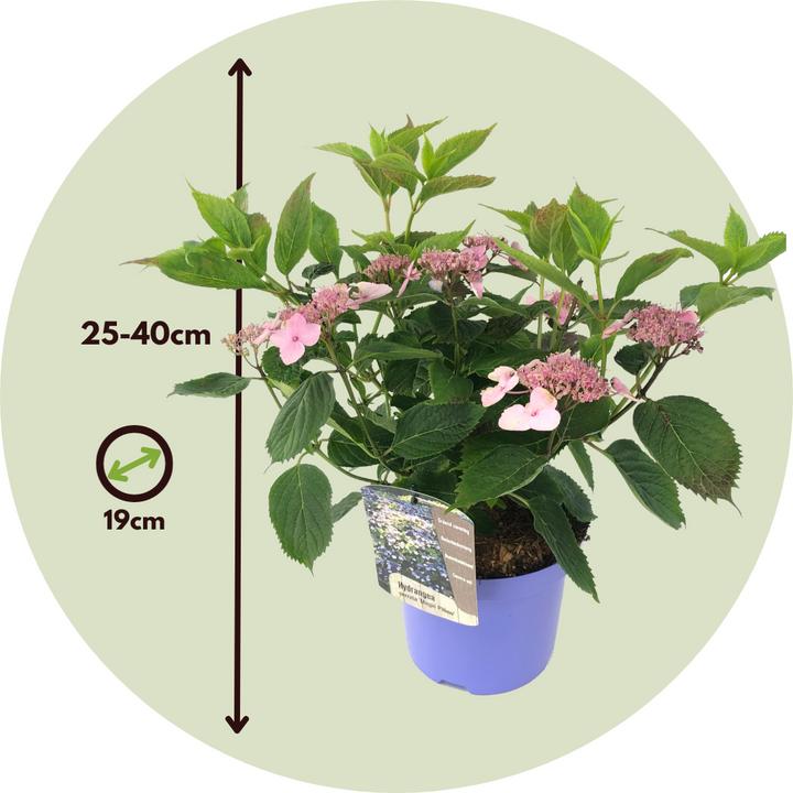 Produktbild Plant in a Box Hydrangea serrata 'Magic Pillow' - Hortensie (25 cm)
