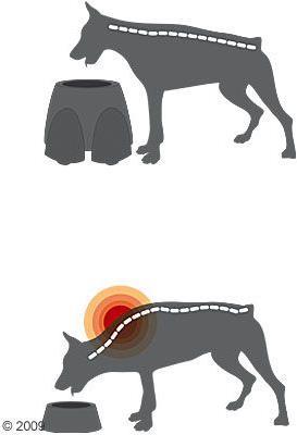 Image du produit Savic Ergo Feeder Bar pour chiens x hauteur (2 l)
