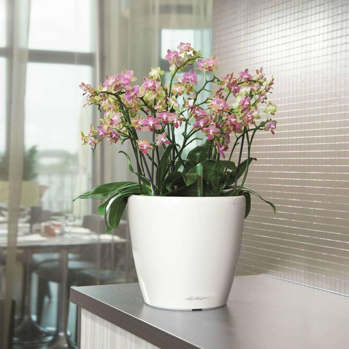 Actual product image Lechuza Classico (36 cm)