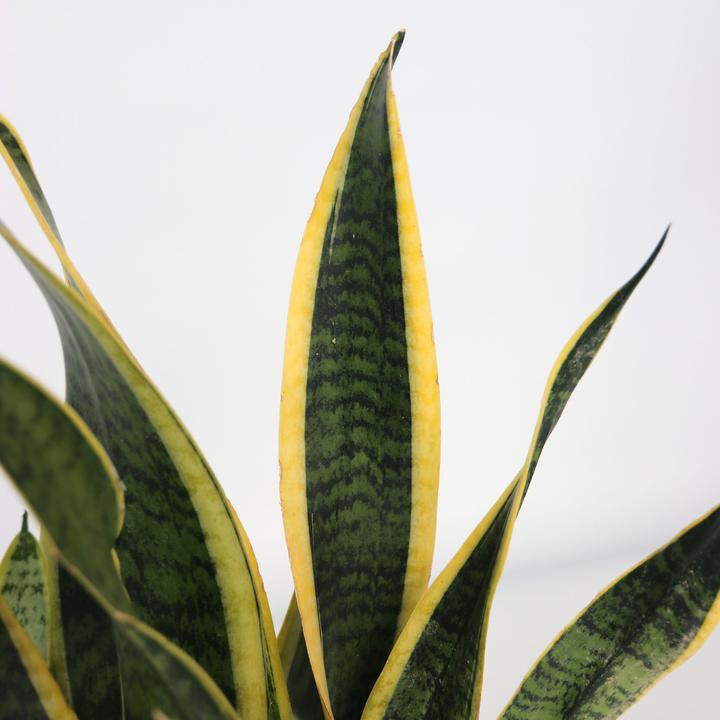 Actual product image Plant in a Box Sansevieria trifasciata Laurentii - bow hemp (40 cm)