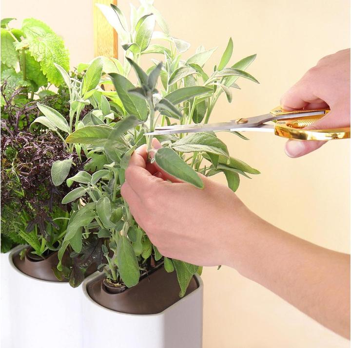 Image du produit Prêt à Pousser Lilo Connect (13.50 cm)