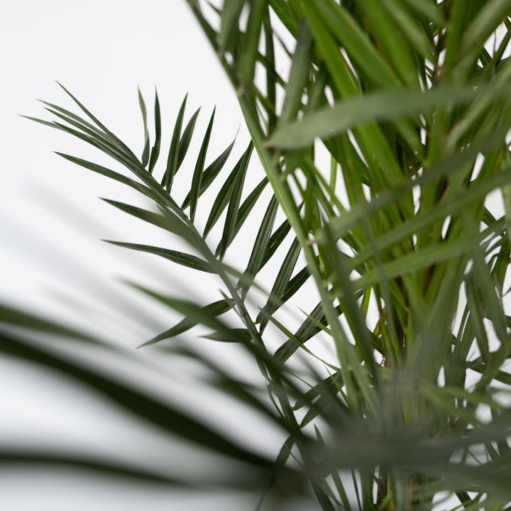Actual product image Plant in a Box Phoenix canariensis (80 cm)