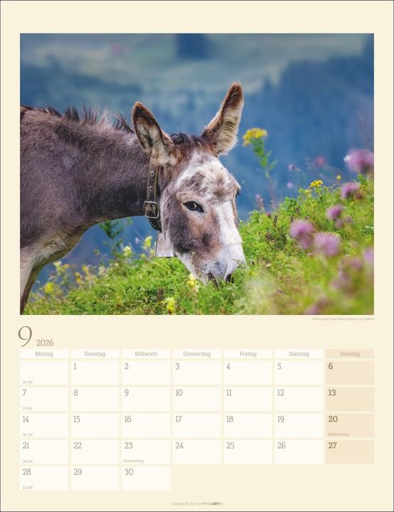 Produktbild Esel Kalender 2026 (30 x 39 cm, Deutsch)