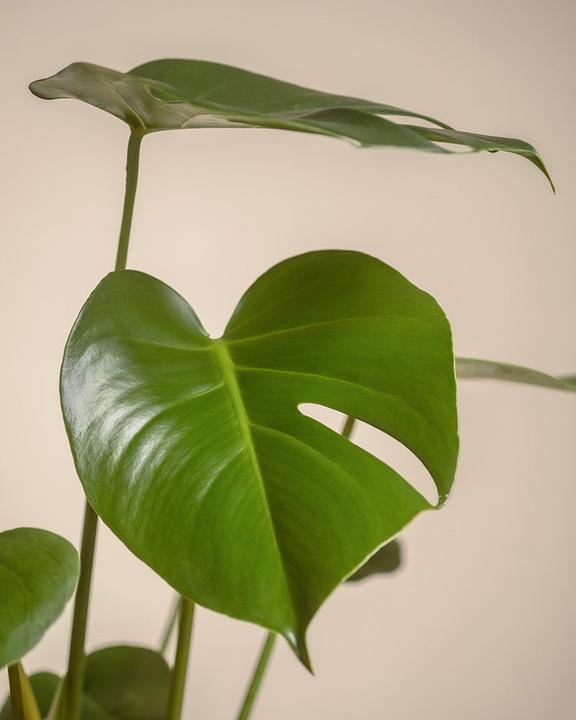Immagine prodotto feey Monstera grande (65 cm, Appena rinvasata)