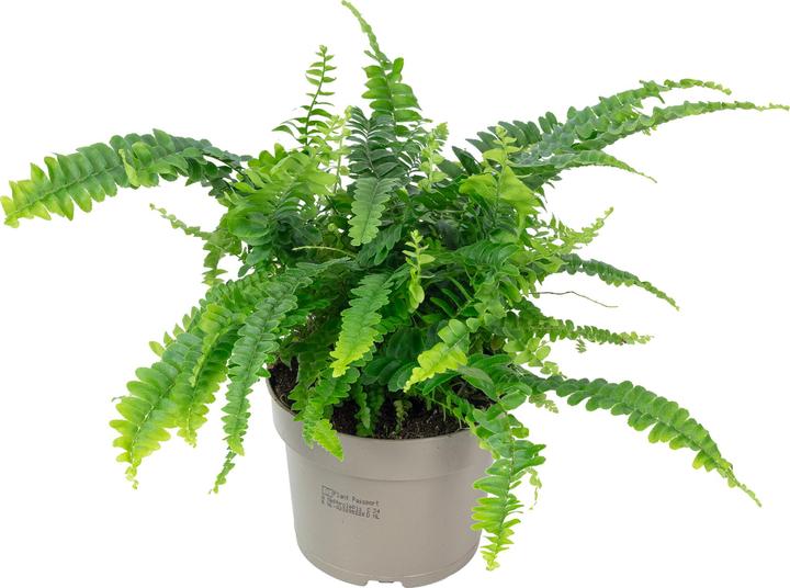 Produktbild Flowerbox Schwertfarn "Green Lady" - Nephrolepis (35 cm)
