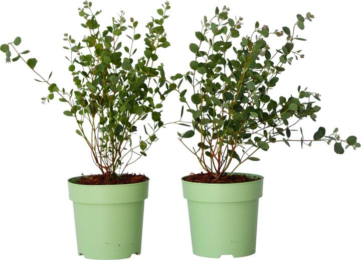 Image du produit Plant in a Box Eucalyptus Botanic Hearts P15 x2 - Lot de 2 Eucalyptus (35 cm)