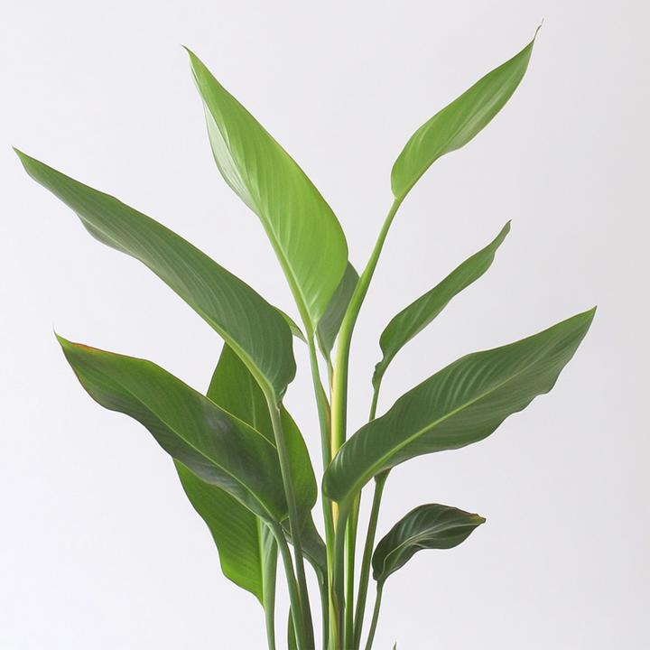 Image du produit Plant in a Box Strelitzia Reginea - Plante oiseau de paradis (25 cm)