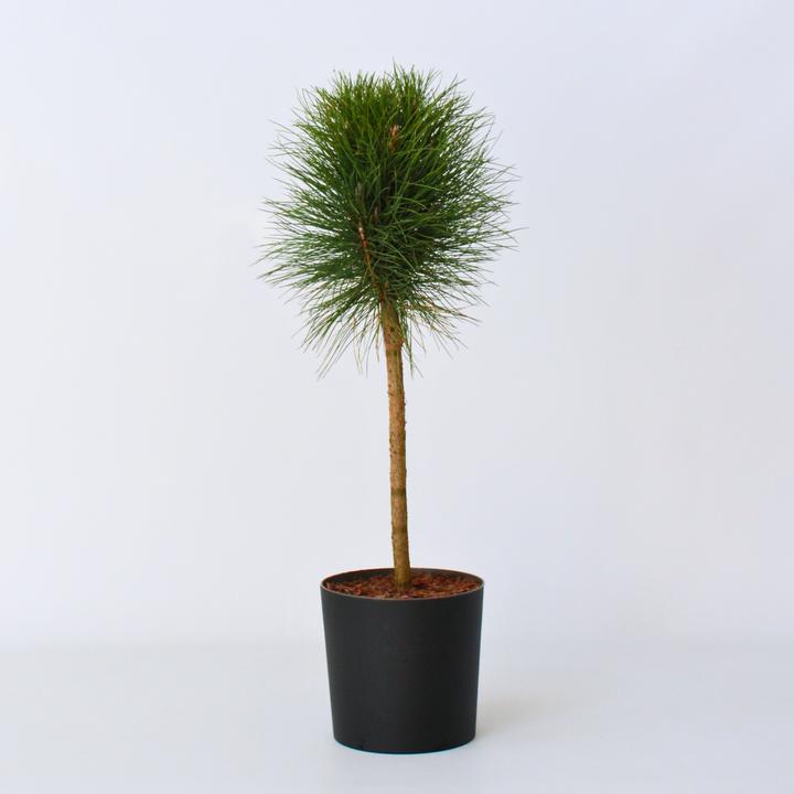 Produktbild Plant in a Box Pinus Summer Breeze - Zwergkiefer (70 cm)