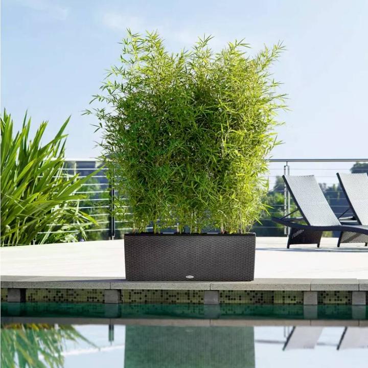 Produktbild Lechuza Trio Cottage (32 cm)