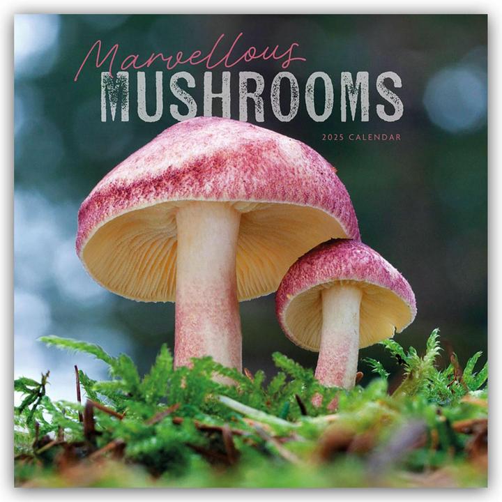Produktbild Mushrooms - Pilze 2025 - Wand-Kalender (305 x 305 mm, Harter Einband, Deutsch)