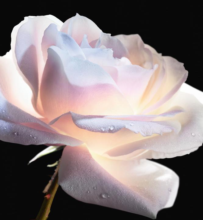 Actual product image Dior Micro Huile Rose Advanced (75 ml)