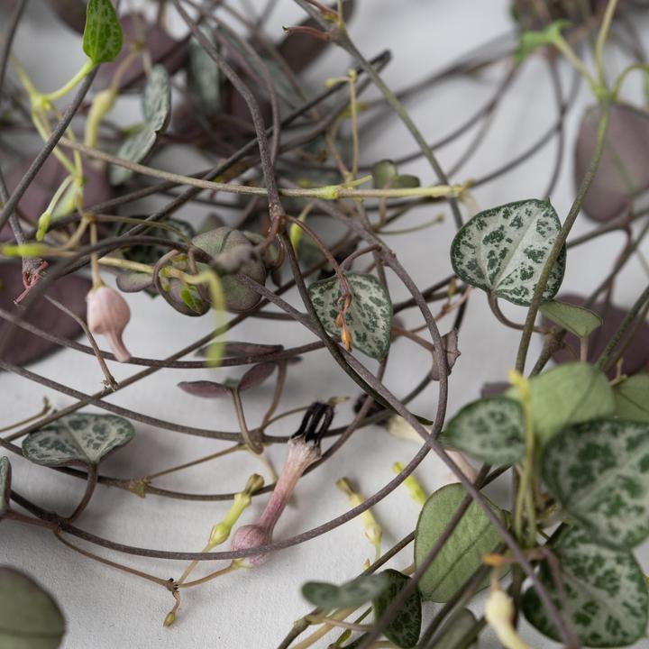 Actual product image Plant in a Box Ceropegia linearis Woodii - sinker chain heart leaf (30 cm)