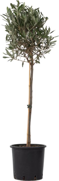 Produktbild Plant in a Box Olea Europaea - Olivenbaum (100 cm)