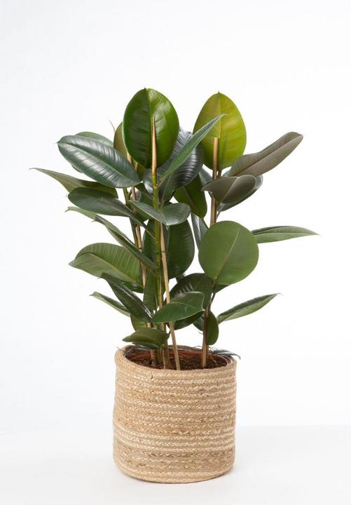Produktbild VEG and the City Mettu (Gummibaum - Ficus elastica) (100 cm)