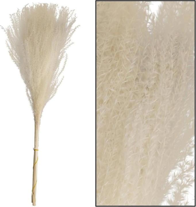 Dijk miscanthus (Fleurs séchées)