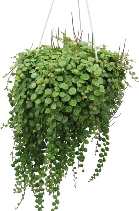 Produktbild Plantlovers Peperomia Prostrata Pepperspot (Zierpfeffer) (20 cm, Tierfreundlich)