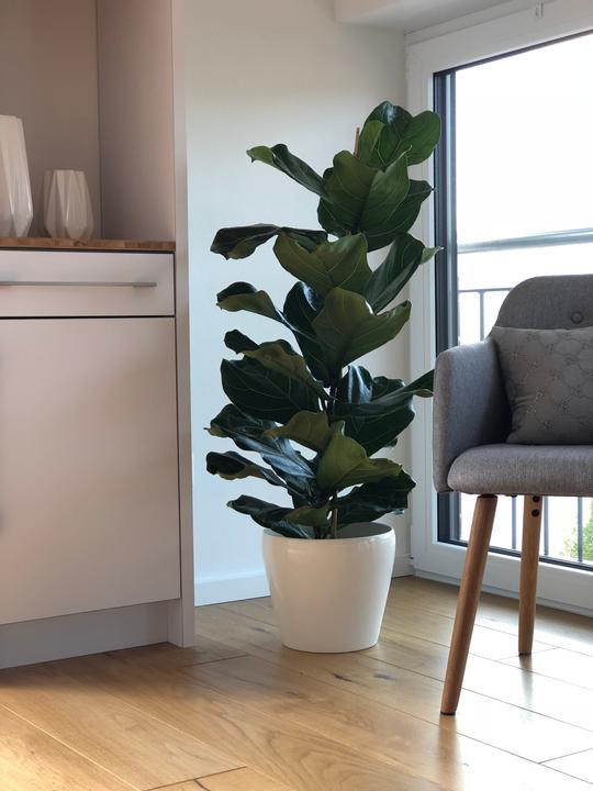 Actual product image Flowerbox Fiddle-leaf fig - height ca. 100 cm, pot-Ø 21 cm - Ficus Lyrata (100 cm)