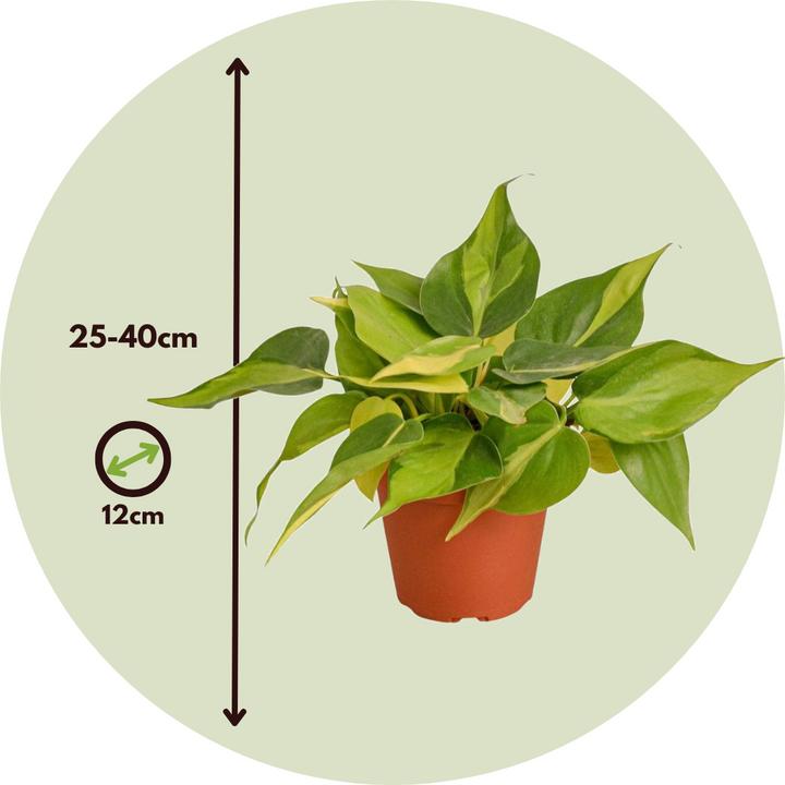 Actual product image Plant in a Box Philodendron Scandens Brasil, Epipremnum Trebi, Epipremnum Aureum - set of 3 ivy plants (25 cm)