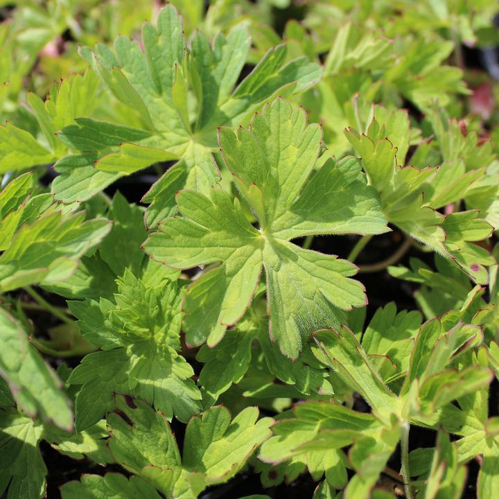 Produktbild Zulauf Geranium 'Rozanne'® / Storchschnabel 'Rozanne'® (20 cm)