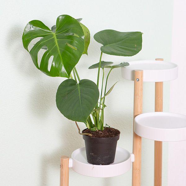 Actual product image VEG and the City Liberia (75 cm)