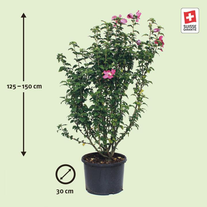 Produktbild Zulauf Eibisch / Hibiscus syr. 'Woodbridge' (150 cm)