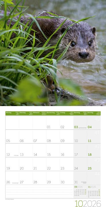 Produktbild Otter Kalender 2026 - 30x30 (30 x 30 cm, Harter Einband, Deutsch)