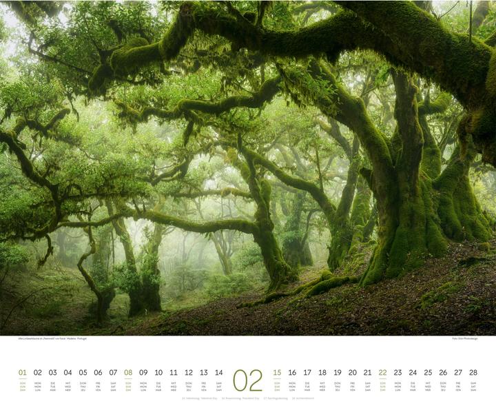 Immagine prodotto Wald Kalender 2026 (54 x 48 cm, Copertina rigida, Tedesco, Francese, Inglese)