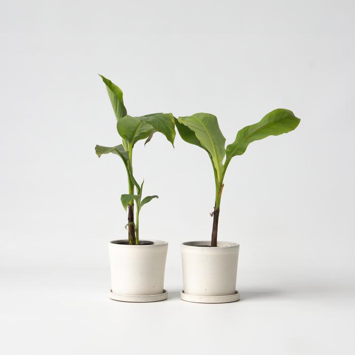 Produktbild Plant in a Box Musa Basjoo - 2er-Set Bananenpflanzen (25 cm)