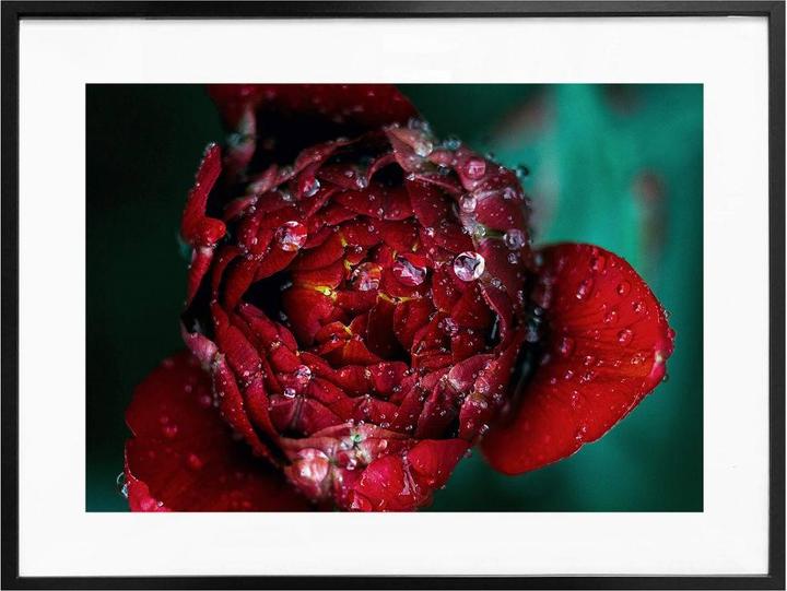 Immagine prodotto Trenddeko Peonia dopo la pioggia (30 x 24 cm)