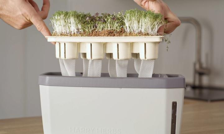 Actual product image Gusta Garden Harry Herbs (Irrigation balls)