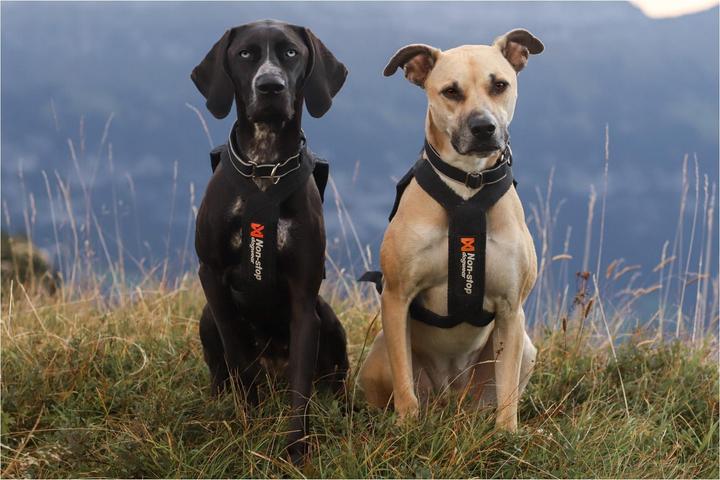 Produktbild Non-Stop Dogwear Polar Collar (S, M, L, Hund)