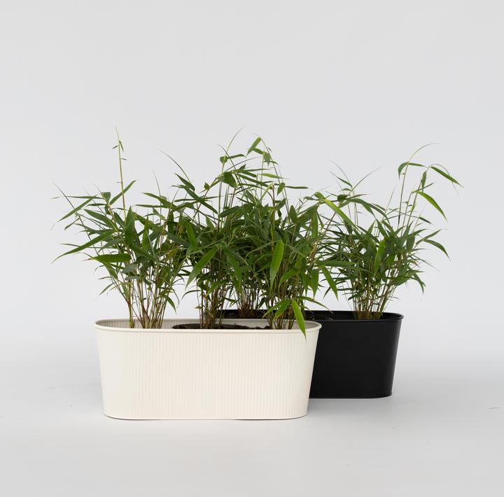Produktbild Plant in a Box Fargesia scabrida Asian Wonder - 6er Set Asiatische Wunderbambus (25 cm)