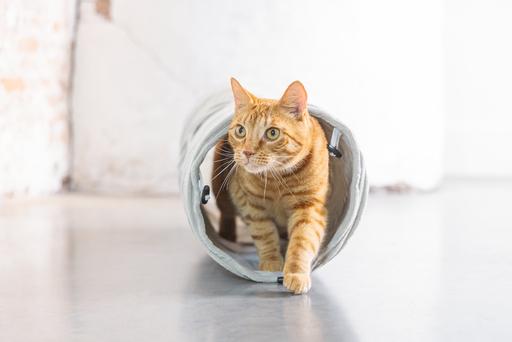 Actual product image Designed by Lotte Cat tunnel (Cat tunnel)