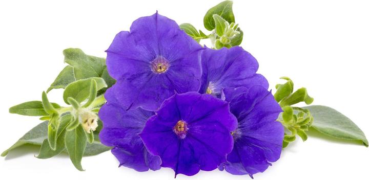 Produktbild Click and Grow Saatgut Blaue Petunie 3er-Pack (Pflanzensamen)