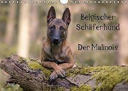 Immagine prodotto Cane da pastore belga - Il Malinois (Calendario da parete 2019 DIN A4 orizzontale)