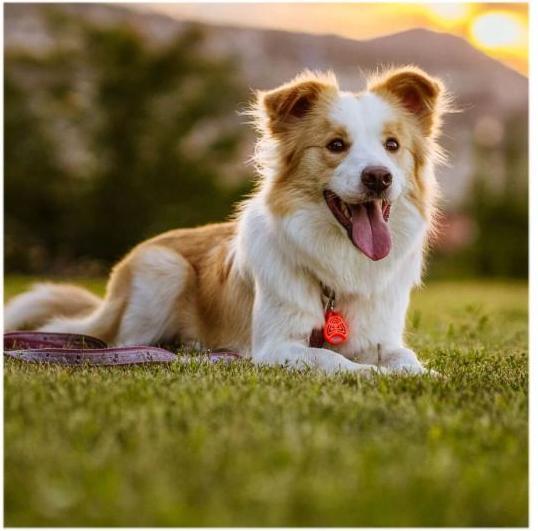 Actual product image Tickless Pet (Dog, Cat)