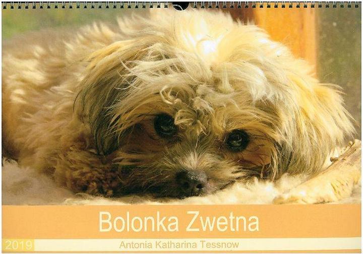 Produktbild Bolonka Zwetna 2019 (Wandkalender 2019 DIN A3 quer)