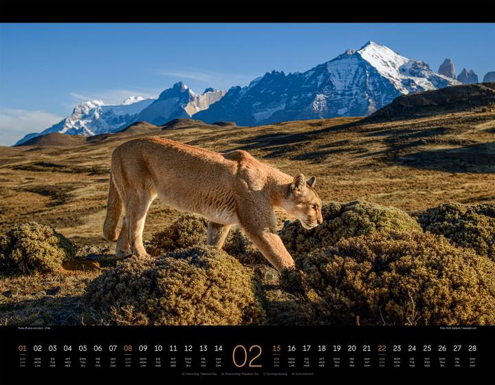 Image du produit Königreich der Katzen Kalender 2026 (54 x 42 cm, Anglais, Français, Allemand)