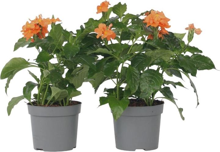 Actual product image Plant in a Box Crossandra infundibuliformis 'Fortuna' - Set of 2 Fire Flower (20 cm)