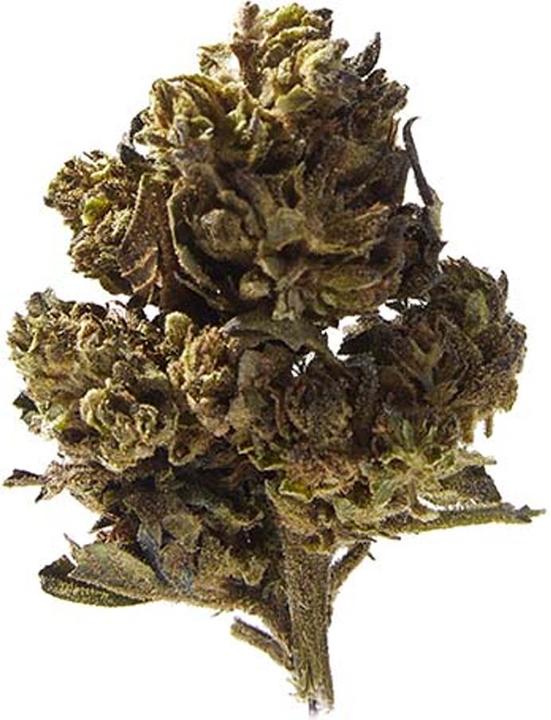 Actual product image Herba di Berna Mango Haze (45 g, Outdoor)