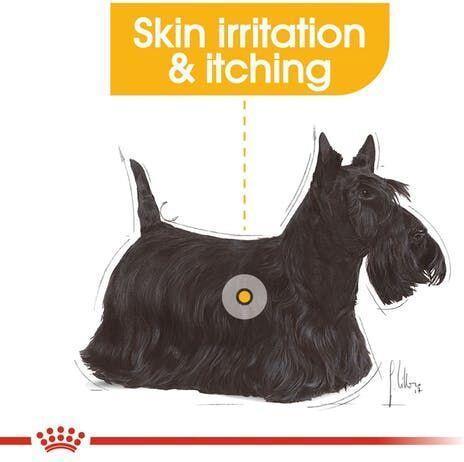 Produktbild Royal Canin Mini Dermacomfort für ausgewachsene Hunde kleiner Rassen mit empfindlicher Haut. Gewicht - 1 kg. (Senior, 1 Stk., 1000 g)