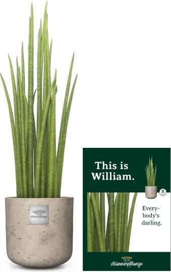 Immagine prodotto Männerpflanze William (Sanseviera Micado) (55 cm)